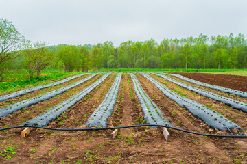 Rows of strawberry on ground covered by plastic mulch film in agriculture organic farming....
