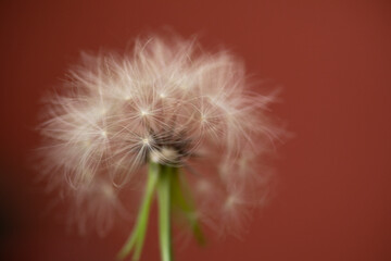 Dandelion seeds Colorful natural garden flowers