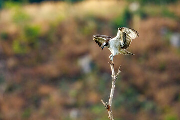 An Osprey on a branch