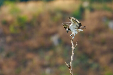 An Osprey on a branch