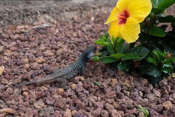 A Gallot's lizard eating red and yellow hibiscus flowers in Tenerife