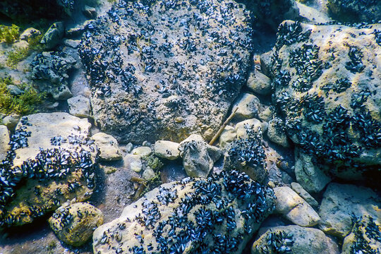 Freshwater mussels on a rock Underwater