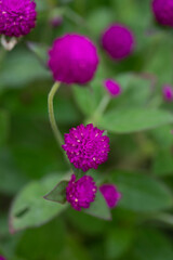 Purple pompom Colorful natural garden flowers