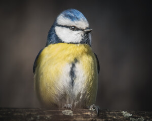 Blaumeise in der Dämmerung