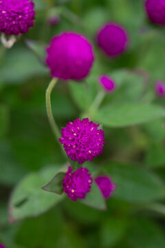 Purple pompom Colorful natural garden flowers