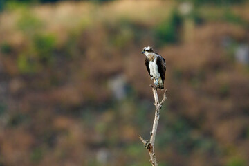 An Osprey on a branch