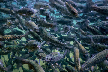 River Trout swim underwater, Trout underwater scene