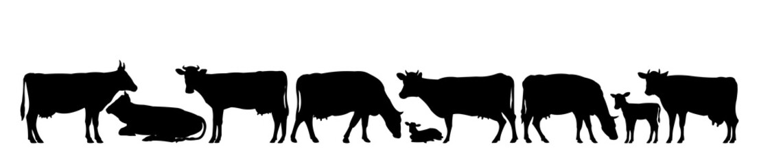 Set of Cows grazing. Picture black silhouette. Farm pets. Animals for milk and dairy products. Isolated on white background. Vector