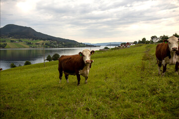Fototapeta na wymiar Cows along the road on a lawn in Norway. beautiful nature, untouched flora and fauna