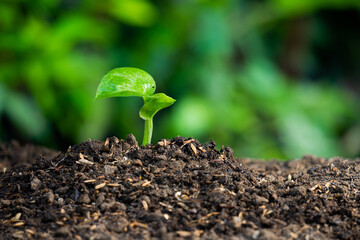 the life of plant seedlings growing in fertile land.