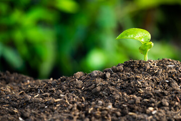the life of plant seedlings growing in fertile land.