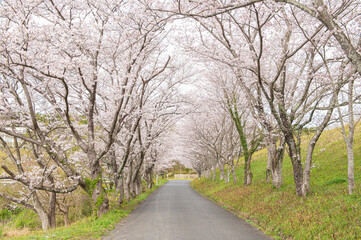 日の隈公園（神埼市）のサクラ
