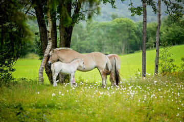 Naklejka na ściany i meble Beautiful horses, female and child in a garden, eating
