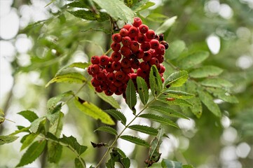  Vogelbeeren - Die Reife der Vogelbeeren an den Ebereschen im Spätsommer  sind ein Zeichen für...