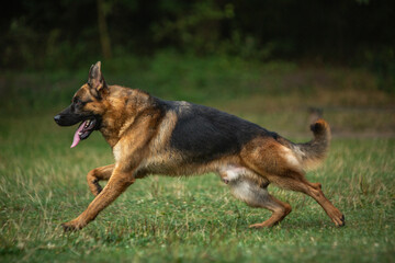 german shepherd dog