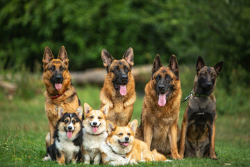 group of german shepherd dogs  welsh corgi pembroke 