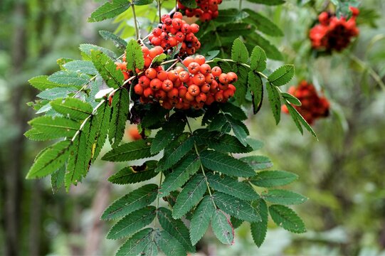 Reife Vogelbeeren - Die Reife der Vogelbeeren an den Ebereschen im Sp&auml;tsommer  sind ein Zeichen f&uuml;r den beginnenden Herbst