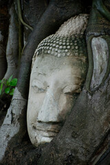 buddha statue in the roots of Ayutthaya