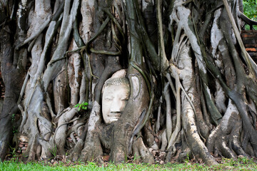 head of buddha in roots of Ayutthaya - obrazy, fototapety, plakaty