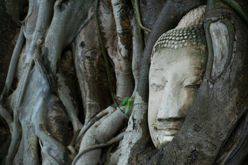 head of buddha in roots of Ayutthaya - obrazy, fototapety, plakaty