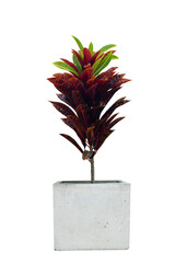 Croton, Variegated Laurel or Garden Croton in cement pot isolated on white background included clipping path. © Pannarai