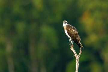 An Osprey on a branch