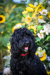 black dog in sunflower field