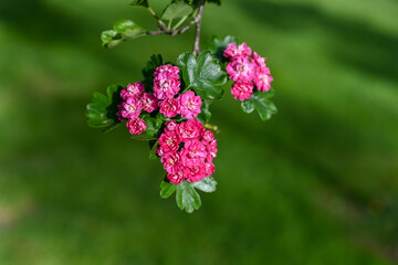 Crataegus laevigata 'Rosea Flore Pleno' Tree.A beautiful Hawthorn Tree Crimson Cloud Crataegus laevigata in full bloom in early spring with a mass of pink and white flowers. Selective blurred focus
