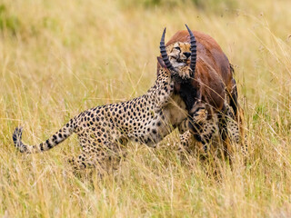 Acinonyx jubatus (Schreber, 1775) - Gepard - Cheetah