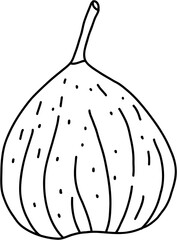 doodle freehand sketch drawing of fig fruit.