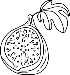 doodle freehand sketch drawing of fig fruit.