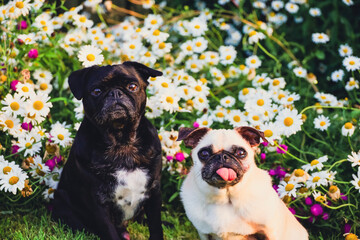 pug and french bulldog by daisy flowers