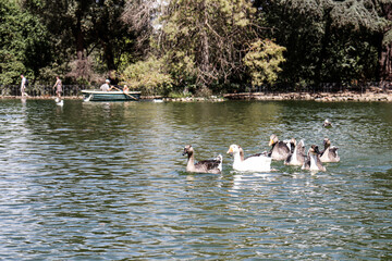 ducks on the lake