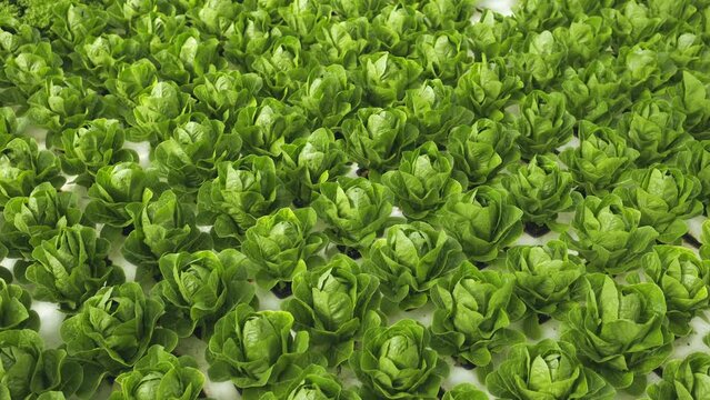 View from above on aquaponics bushes growing in greenhouse. Top view on hydroponics plants grow at farm. Vegetables producing. Food production.