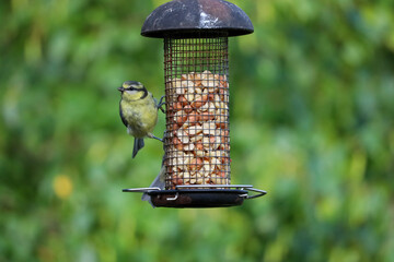 a bird on a feeder