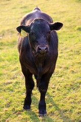 black young cow