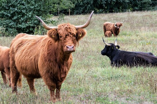 Highland Rinder auf einer Weide