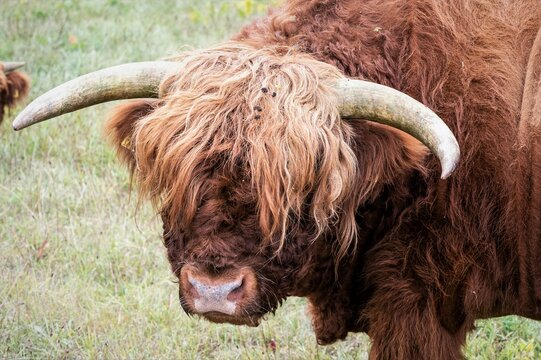 Porträt  eines Leitbullen einer Herde von Highland Rindern