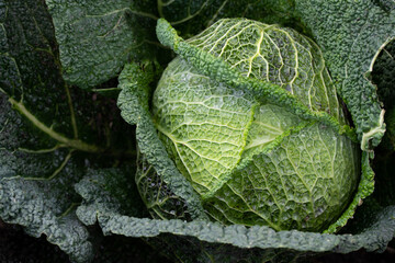 Background and texture of savoy cabbage growing in the field. The green leaves are covered with...