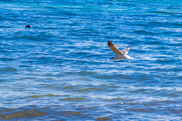 Fototapeta premium Flying seagull bird with blue sky background clouds in Mexico.