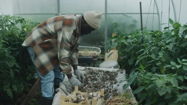 Medium shot of mature African American man in gloves collecting fresh garlic in box while harvesting vegetables in greenhouse