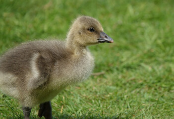 Closeup of a cute gosling standing on grass. 