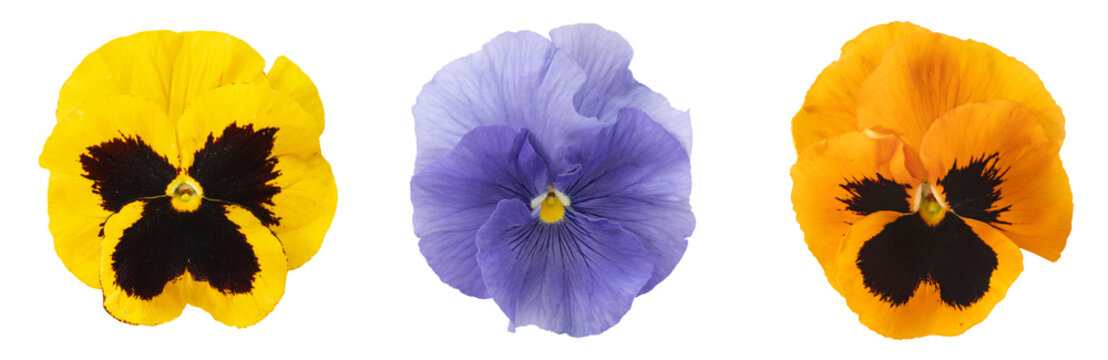 Fleurs de pens&eacute;e