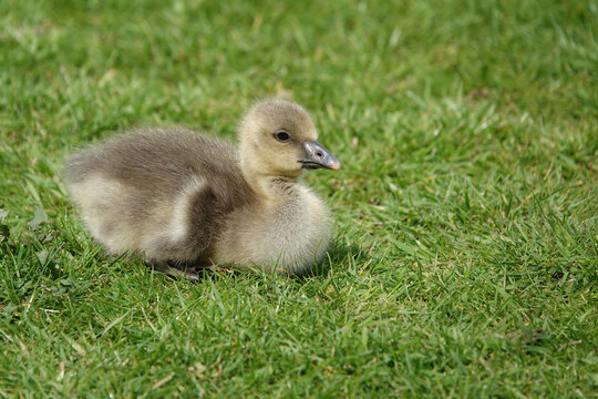 A cute young gosling resting on the grass in the sunshine.
