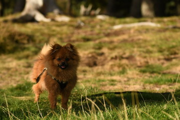 Un petit chien de race Spitz Nain à la forêt 
