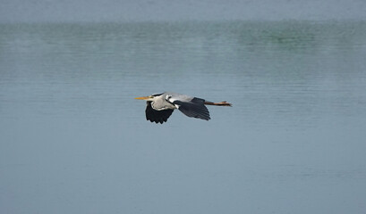 Naklejka premium A grey heron flying horizontally above a lake. 