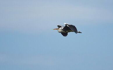 A grey heron flying across the sky. 