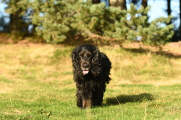 Un chien de race cocker spaniel noir qui court dans un champ 