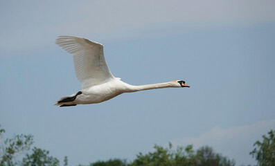 A beautiful shot of a mute swan in flight against a blue sky. 