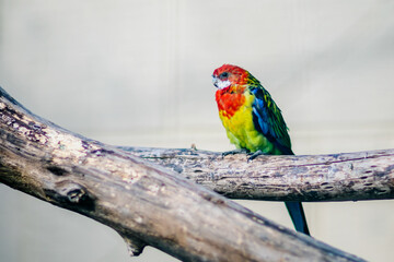 red and yellow macaw